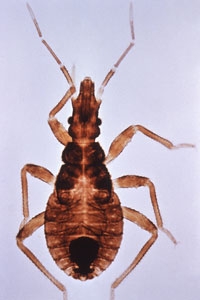 El insecto que transmite la enfermedad de Chagas (Imgenes por cortesa de los CDC de EEUU)