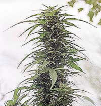 Cogollo o flores de una planta de marihuana. (Foto: Francisco Vega)