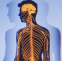 Detalle del sistema nervioso (Foto: PhotoDisc)