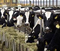 Vacas en EEUU, uno de los pases donde se han confirmado reses afectadas por el 'mal de las vacas locas'. (Foto: Reuters | Jeff T. Green)