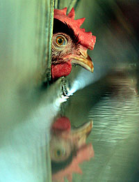 Un pollo en una granja de Yakarta. (Foto: Reuters)