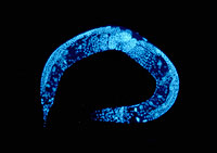 Imagen del gusano "Caenorhabditis elegans" del que se ha descifrado y archivado su genoma completo. (Foto: AFP)
