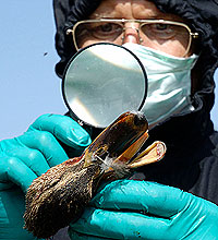 Un pato es examinado en Siberia ante la expansión de la gripe aviar (Foto: Reuters | Ilya Naymushin)