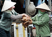 Mercado de aves en Hanoi, Vietnam (Foto: AP | Richard Vogel)