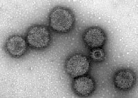 El virus de la gripe