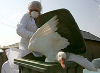 Un veterinario intenta atrapar a un ave en Rumana. (AFP)