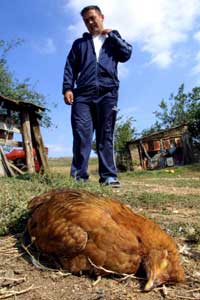 Un granjero mira un pollo muerto en Germian, a 190 kilmetros al suroeste de Skopje, cerca de la frontera entre Macedonia y Grecia. (Foto: EFE)