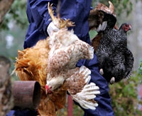 Un veterinario rumano con aves de corral para ser sacrificadas (Foto: Robert Ghement | EFE)