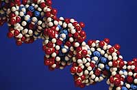 Molcula de ADN. (Foto: PhotoDisc)