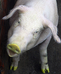 Uno de los cerdos verde fluorescente (Foto: Reuters | Jay Cheng)