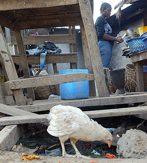 Un pollo vaga en una calle de Abuja, Nigeria (Foto: Afolabi Sotunde | Reuters)