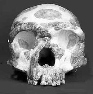 Cráneo hallado por los investigadores. (Foto: PNAS)