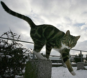Un gato en la isla alemana de Ruegen (Foto: Christian Charisius | Reuters)
