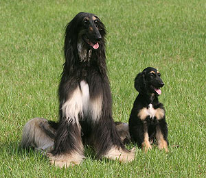 Foto de la revista 'Nature' en la que aparece Snuppy y el perro de raza afgana utilizado para la clonacin.