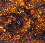 Células sanas tras ser expuestas al oro (Foto: GIT)