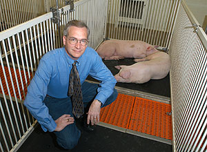 Randall Prather, uno de los cientficos, junto con dos de los cerdos clonados. (Foto: Steve Morse, Universidad de Missouri | 'Nature Biotechnology')