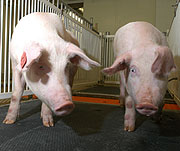 Dos de los cerdos modificados genticamente y clonados. (Foto: Steve Morse, Universidad de Missouri | 'Nature Biotechnology')