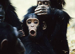 Un joven chimpanc que vive en una comunidad con miembros infectados por el virus. (Foto: Ian C. Gilby)