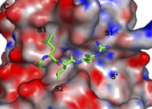 Representacin de la superficie molecular de la enzima EP-B2
