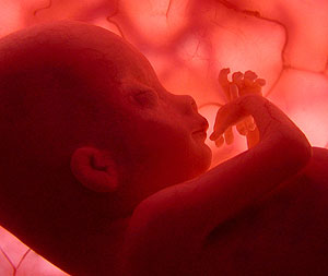Feto en el interior del tero materno (Imagen: National Geographic)