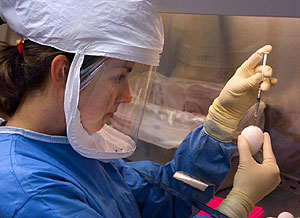 Una especialista trabaja con el virus H5N1 (Foto: CDC)