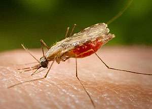 Imagen del mosquito 'Anopheles' que transmite la malaria. (Foto: CDC)