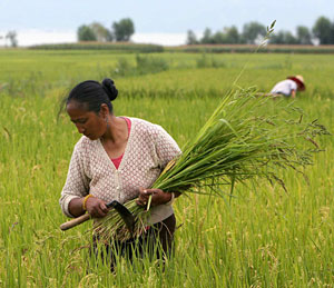 Una mujer china trabaja en un campo de arroz. (Foto: Reuters | Nir Elias)