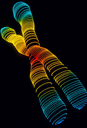 Cromosoma (Foto: Alfred Pasieka)