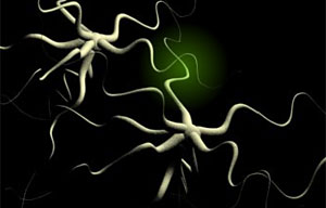 Dos neuronas se transmiten la seal de dolor. Vea el grfico