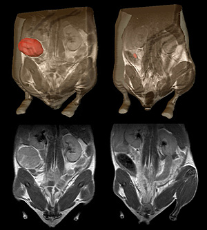 Un ratn con un linfoma marcado en rojo, antes (izda) y 12 das despus (dcha) de la restauracin de p53 (Foto: Tyler Jacks | Jan Grimm)