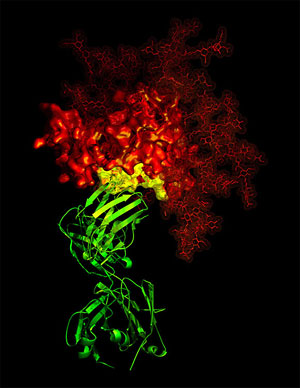 El anticuerpo b12 (verde) neutraliza el talón de aquiles del VIH (rojo). (Foto: NIAID)