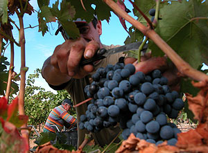 El consumo de uvas parecía reducir el riesgo de alergias, según el estudio. (Foto: Chema Tejeda).