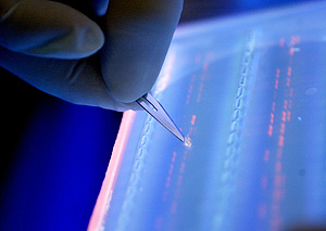 Un tcnico corta fragmentos de ADN bajo luz ultravioleta (Foto: Wong Maye-E | AP)