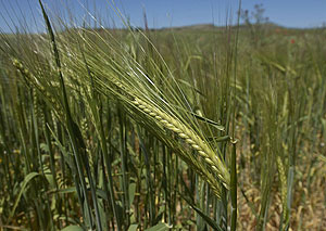 El gluten, protena que no pueden tomar los celiacos, est presente en el trigo. (Foto: Carlos Espeso)