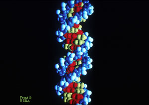Representación de la secuencia de ADN. (Foto: NCI)