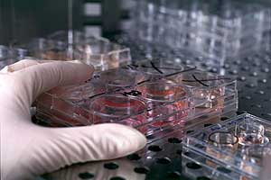 Técnico de la Universidad de Wisconsi trabaja con células embrionarias. (Foto: Jeff Miller | AP)