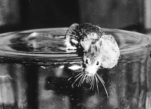 Imagen de archivo un viejo experimento con ratones (Foto: NCI)