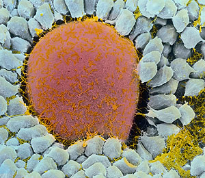 Imagen microscópica de un óvulo humano (Foto: SPL)