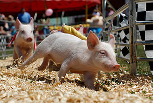 El cerdo, la mascota ideal para los niños  salud