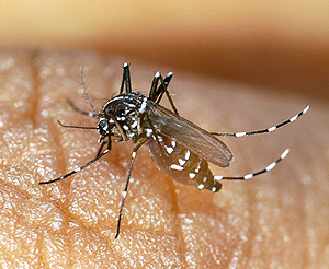 Mosquito Aedes Albopictus, transmisor del virus del Chikungunya (Foto: AFP | Richard Bouhet)