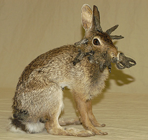 Conejo con verrugas de la especie Sylvilagus floridanus perteneciente al Museo de Historia Natural de la Universidad de Kansas (Foto: Heather A. York | Doane College)