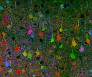 Imagen de la corteza cerebral de un ratn. (Foto: Livet et al | Nature)