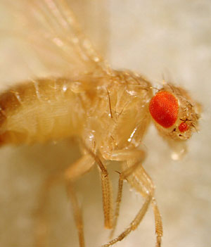 Una mosca de la fruta. (Foto: Justin Kumar)