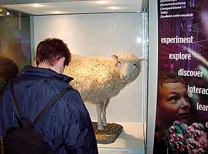 Un chico contempla a Dolly, disecada, en el Museo de Edimburgo. (Foto: EL MUNDO)