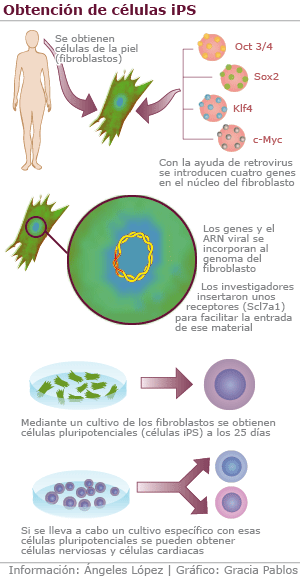 Galería: Obtener células madre sin embriones