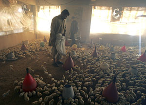 Granja de pollos en Abbotabad, Pakistn. (Foto: Greg Baker | AP)