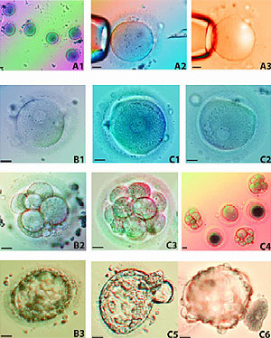 Imágenes del proceso de clonación, desde la obtención de los óvulos hasta la generación de los blastocitos. (Fuente: Stem Cells)