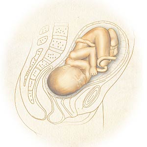 Vea el grfico sobre las sensaciones del embrin.