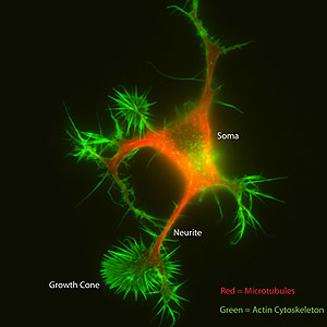 Imagen de una neurona. (Foto: PNAS)