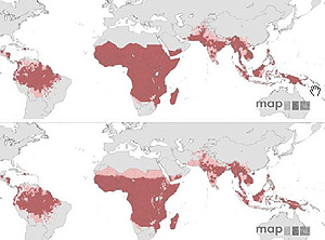 Zonas de riesgo, por incidencia del mosquito (arriba) y por temperatura (abajo). El rojo muestra las zonas ms afectadas. En rosa, all donde no hay una epidemia estable pero s brotes puntuales. (Foto: MAP)